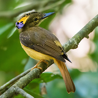 Carara - Royal flycatcher